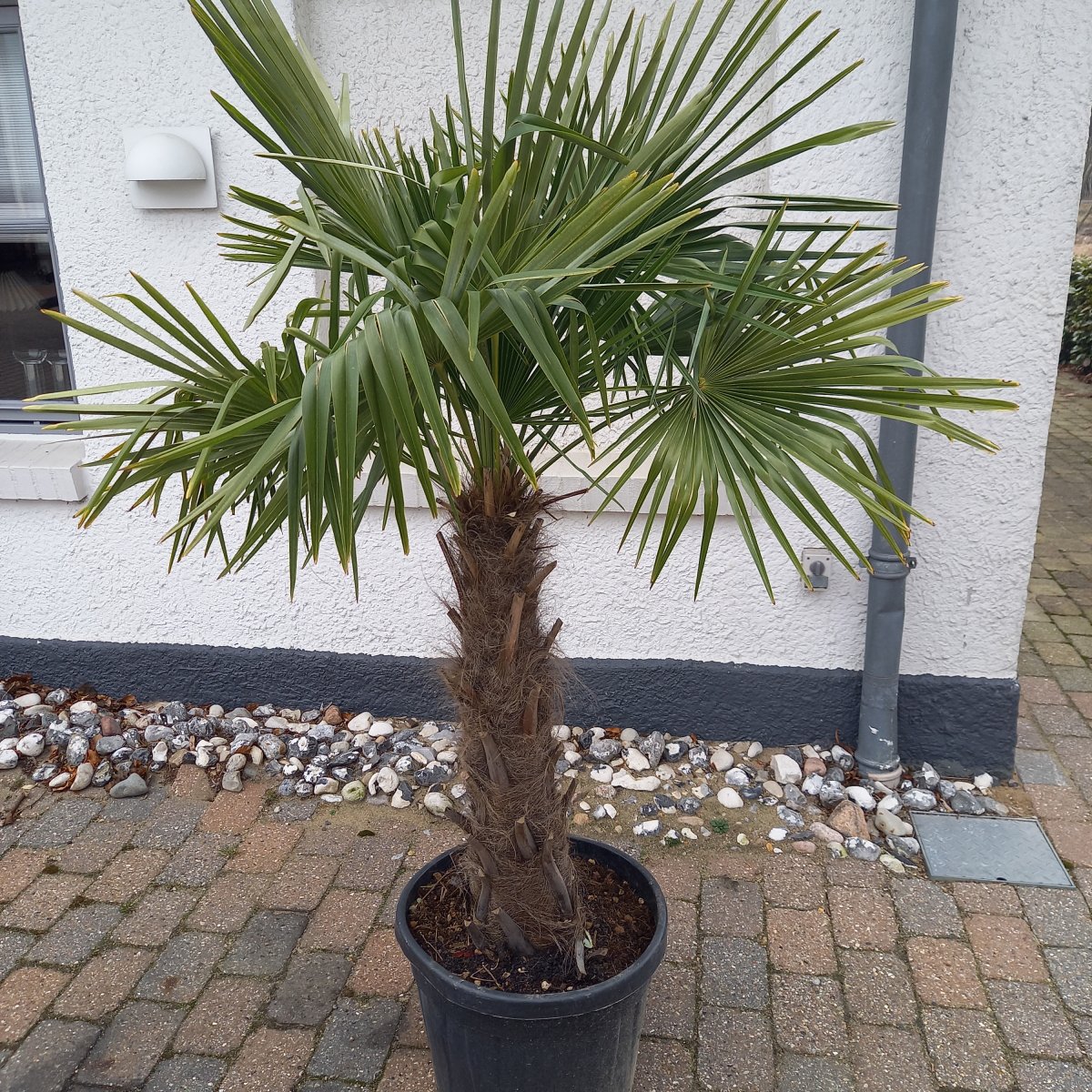 Palmer Middelhavsplanter.dk