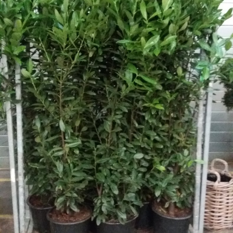 gte laurbr, Laurus nobilis 30 potte, 200-250 cm