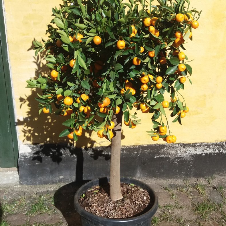 Citrus, Calamondin, stueappelsin,  35 potte 140-150 cm