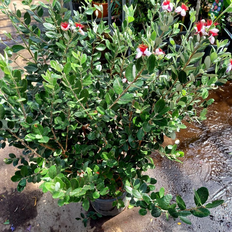 Feijoa, Acca sellowiana, busk 125-150 cm, 28 potte