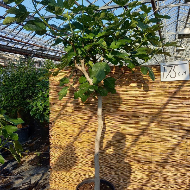 Figen, Ficus carica, 40 potte, 200-225 cm