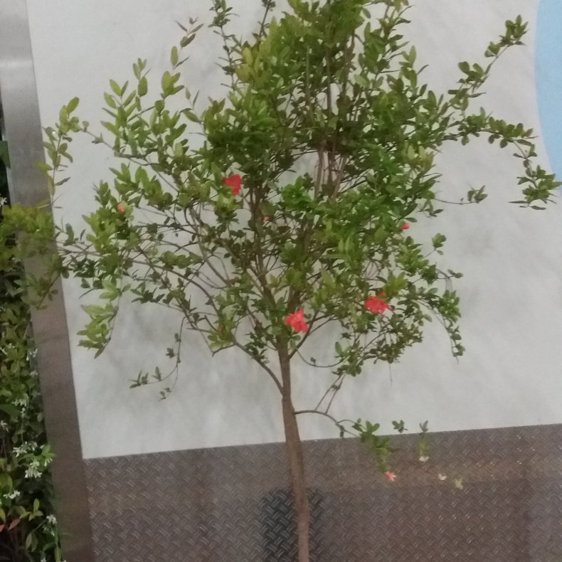 Granatble, Punica grantum, 70 cm stamme, 35  potte, 225-275 cm