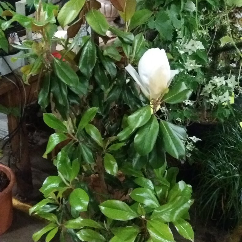 Magnolia grandiflora Little Gem,gte stedsegrn Magnolia, 30 potte, 80-100 cm