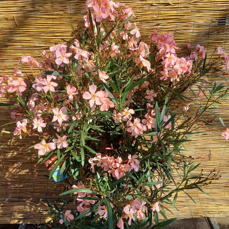 Nerium oleander, 40  potte, 125-150 cm