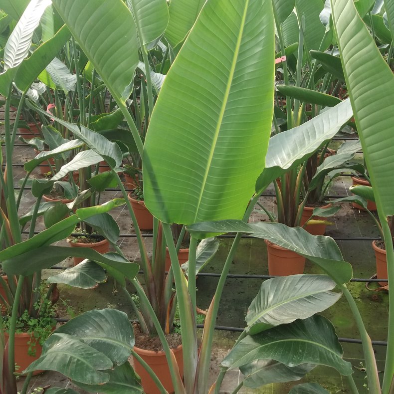 Palme, Strelitzia augusta, 30,  140-160 cm 