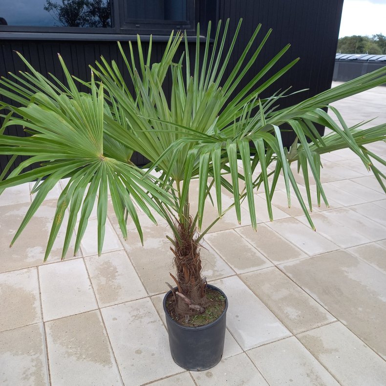Palme, Trachycarpus, 30-40 cm stamme, 125-150 cm, 25 liter potte