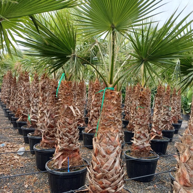 Palme, Washingtonia,75 potte 300 cm 