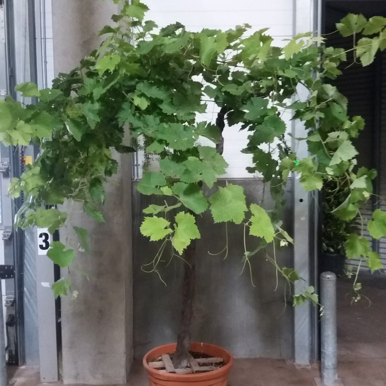 Vin gammel, 30 potte, 120-140 cm