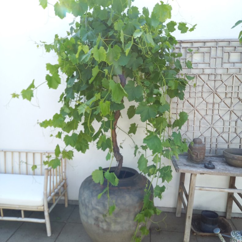 Vin gammel, spisevin Italia, 35, 220-250 cm
