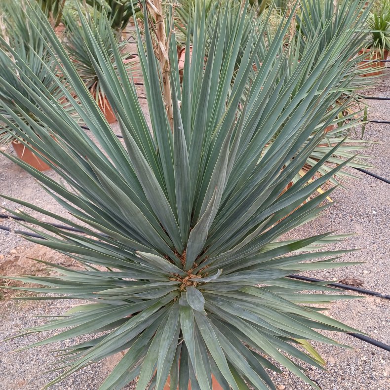 Yucca gloriosa, Palmelilje, hrdfr ude, 40 potte, 100-125 cm